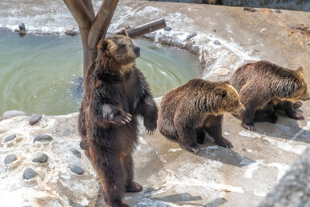 クマ牧場