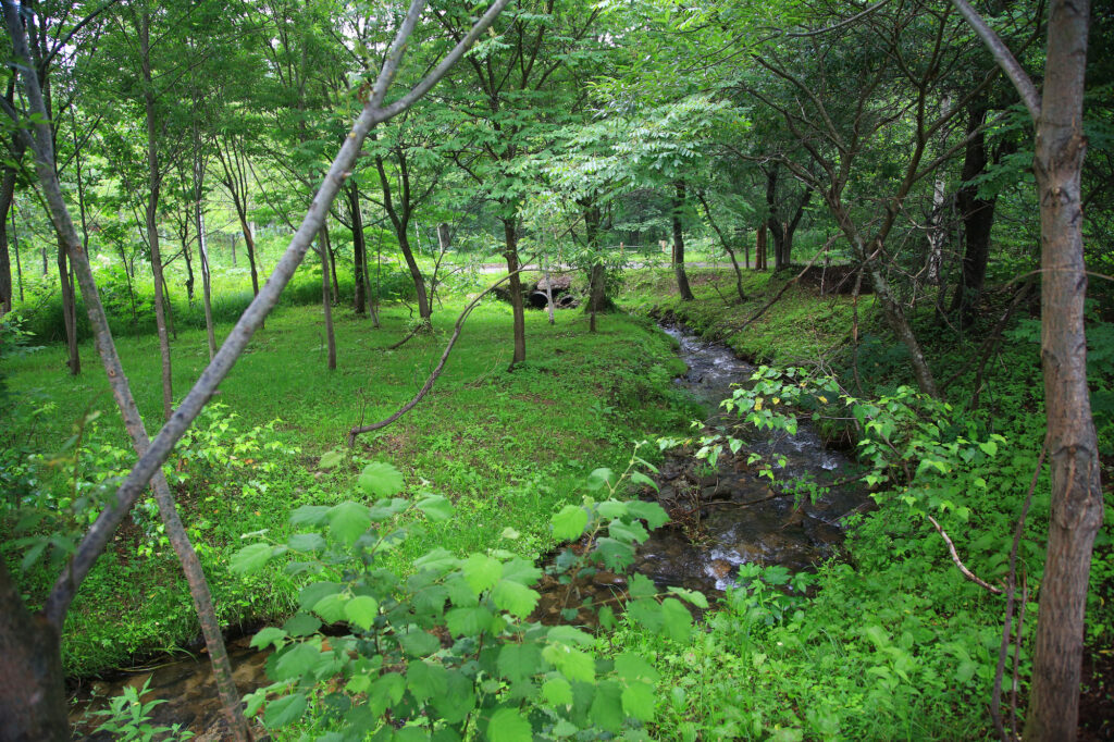 北海道 十勝千年の森