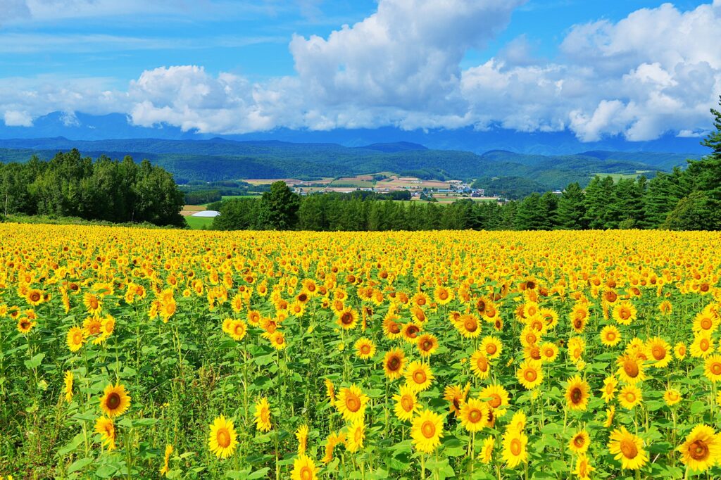 北海道富良野市 麓郷展望台からの風景