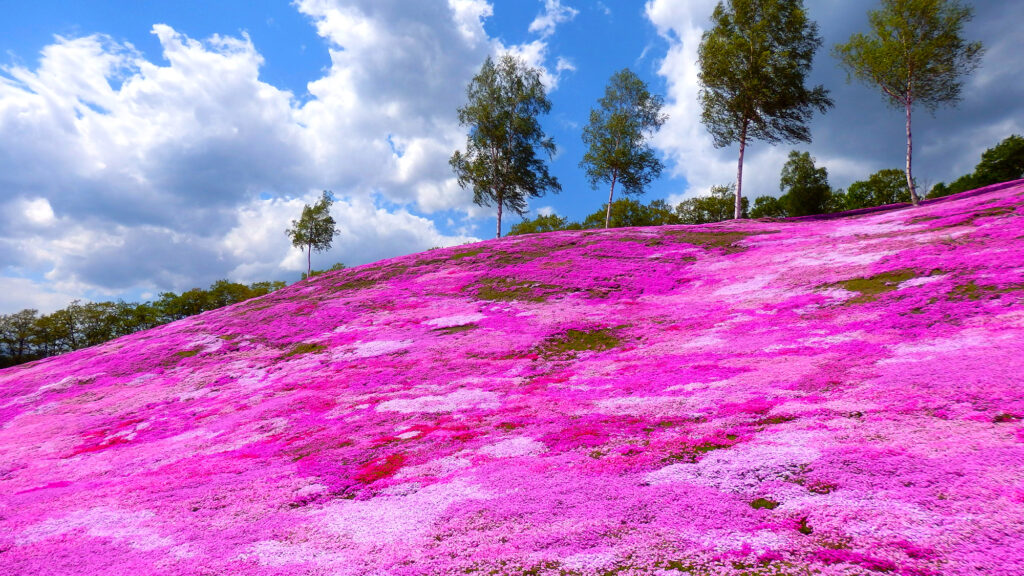 感動！山一面ピンクに彩られる芝桜絶景風景