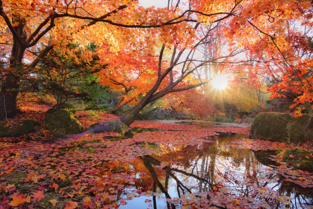 真鍋庭園の紅葉