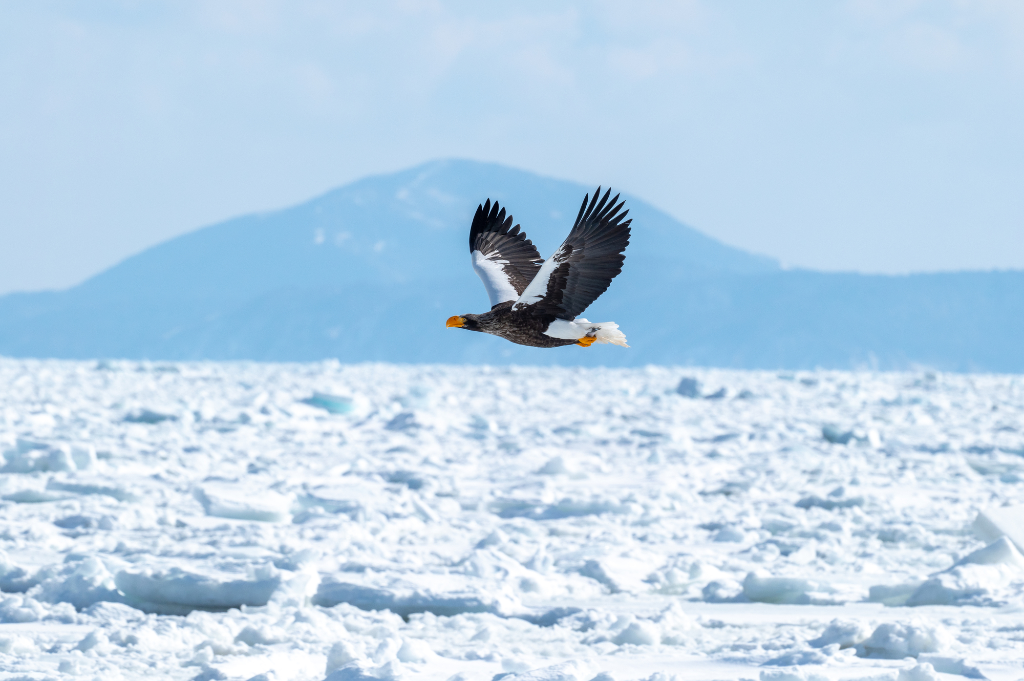 知床流氷