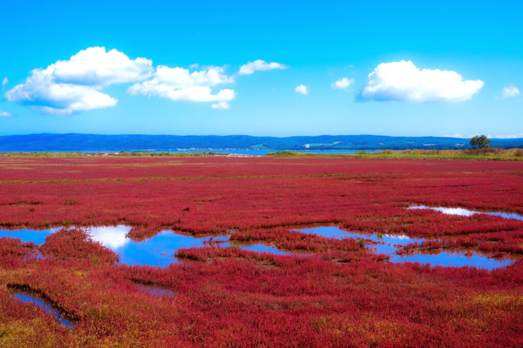 青空と真っ赤に色づいたサンゴ草
