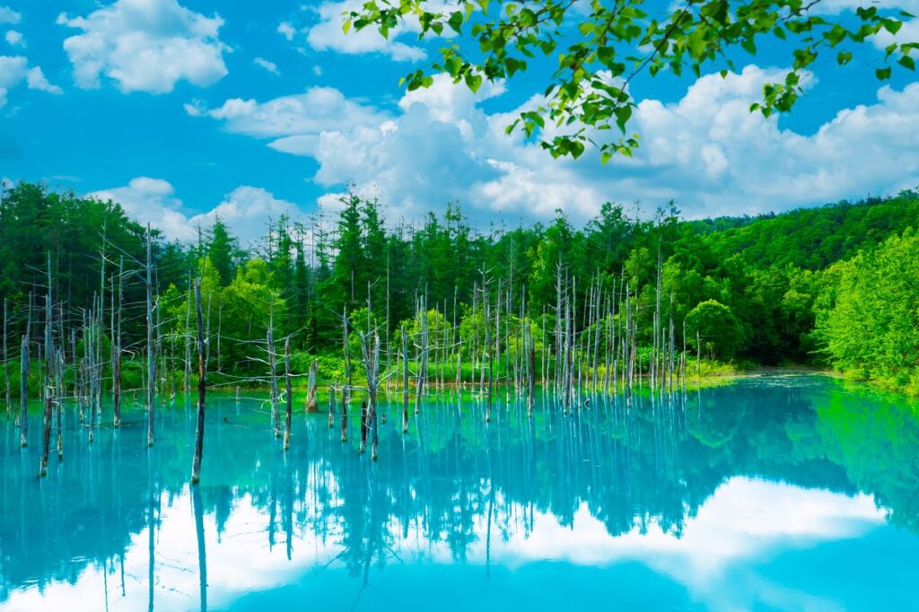 美瑛・青い池の全景と立ち枯れ白樺