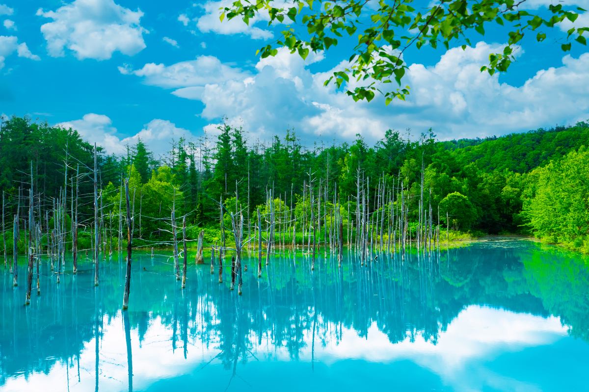 美瑛・青い池の全景と立ち枯れ白樺