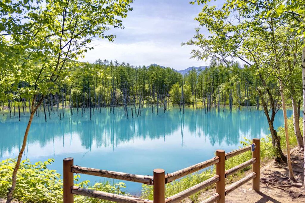 美瑛・青い池の展望デッキからの眺め