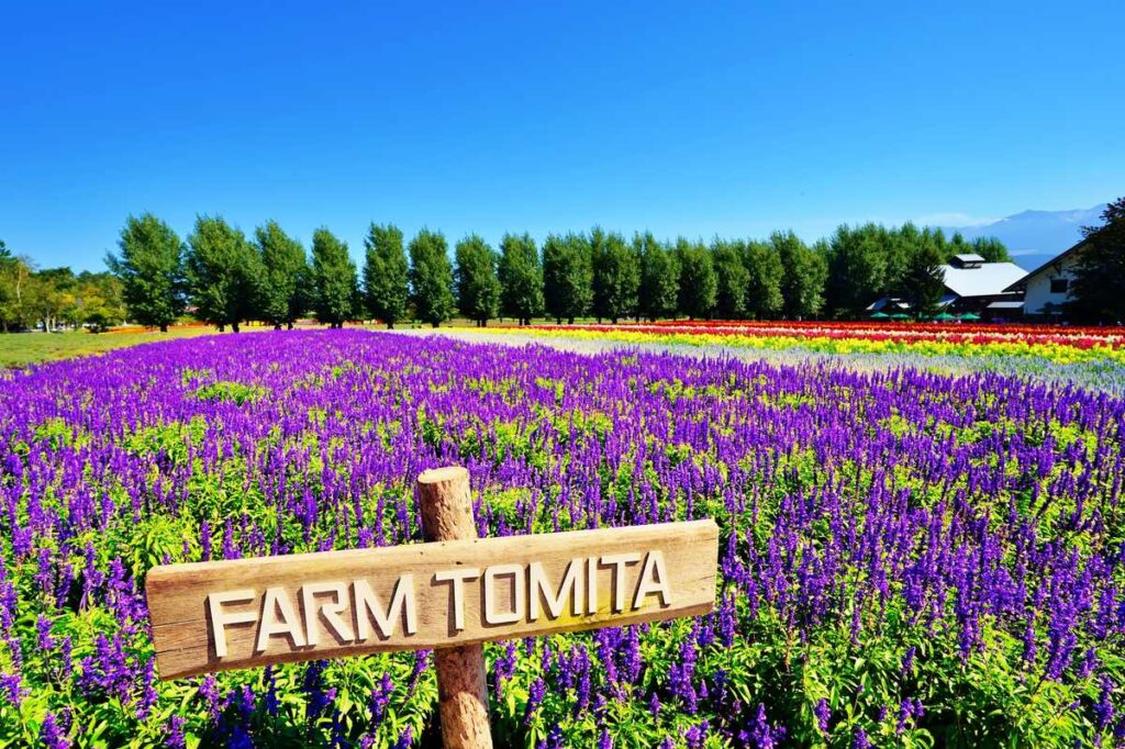 富良野・ファーム富田のラベンダー畑