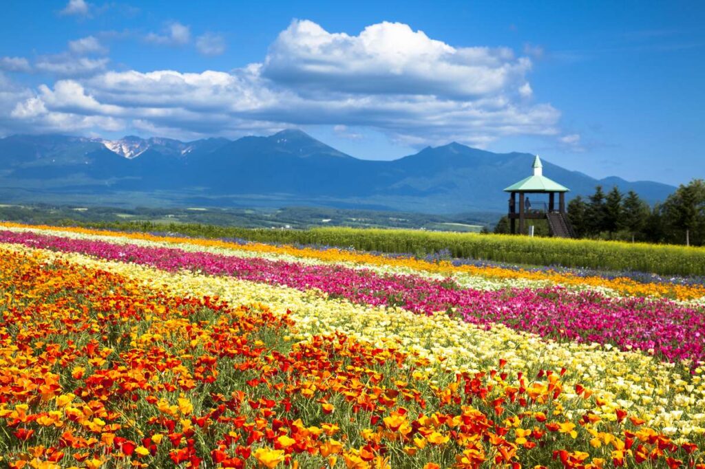 フラワーランドかみふらののカラフルな花畑と十勝岳