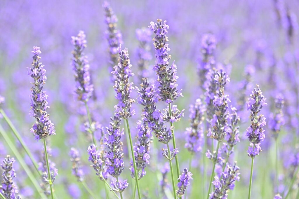 富良野ラベンダーの花穂クローズアップ