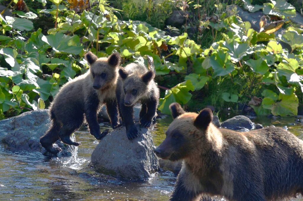 知床のヒグマ親子・ルシャ湾