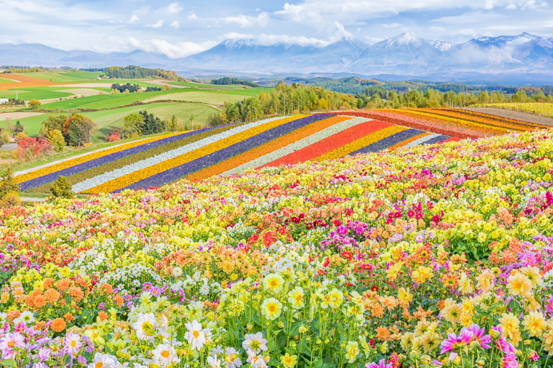 色鮮やかな花畑と丘陵、遠くに山並みが広がる春から初夏の風景