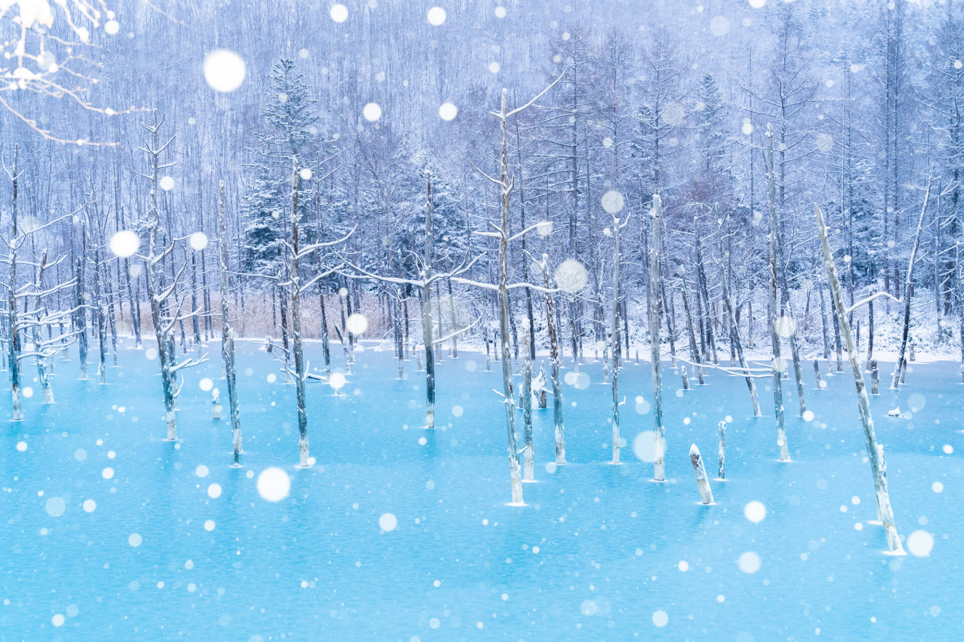 雪景色の森に立つ木々と、青く凍った湖面の幻想的な冬景色