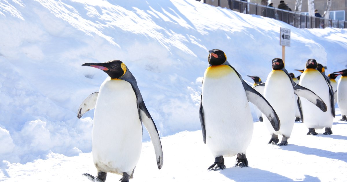 旭川の都市景観と旭山動物園