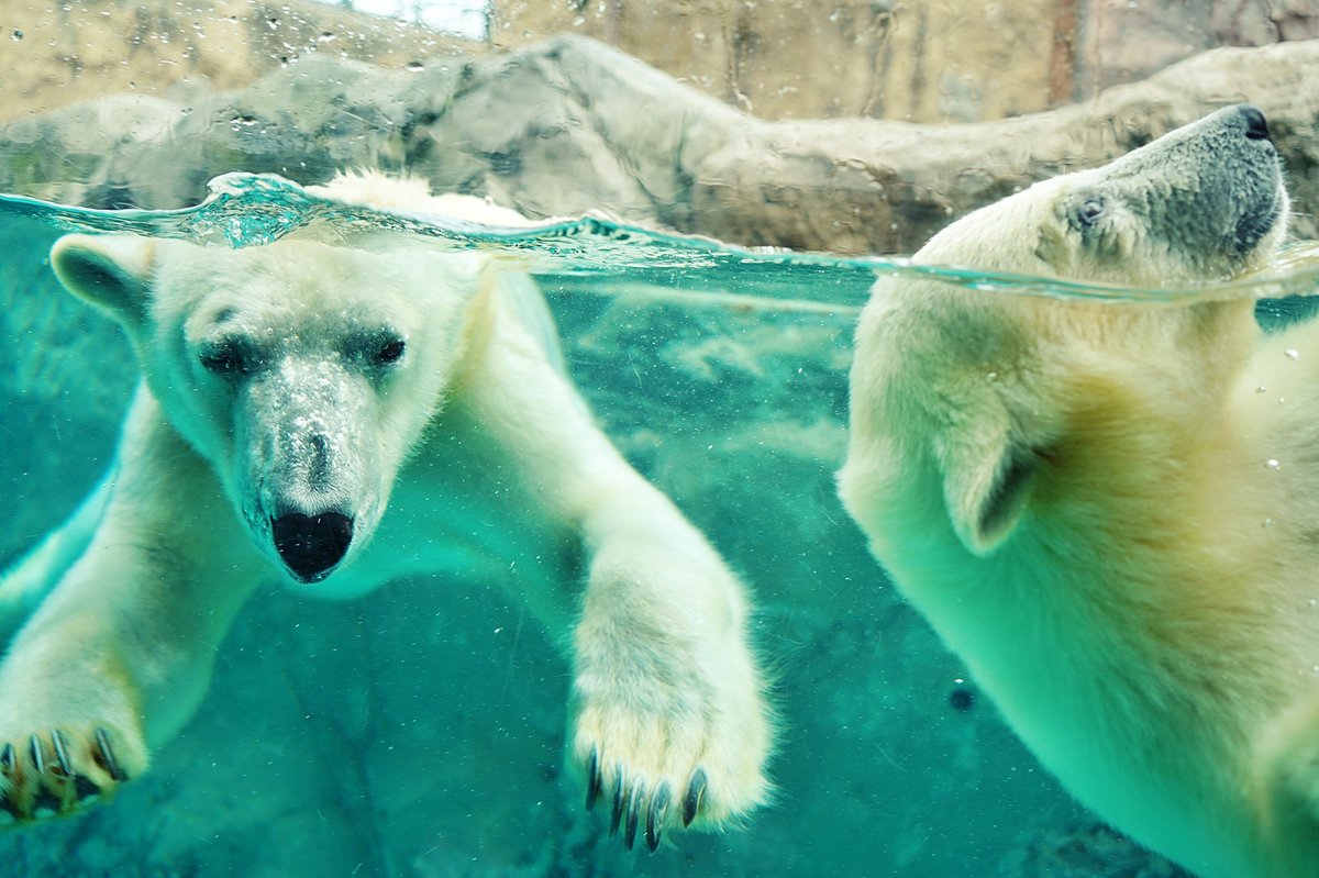 旭山動物園のペンギン散歩