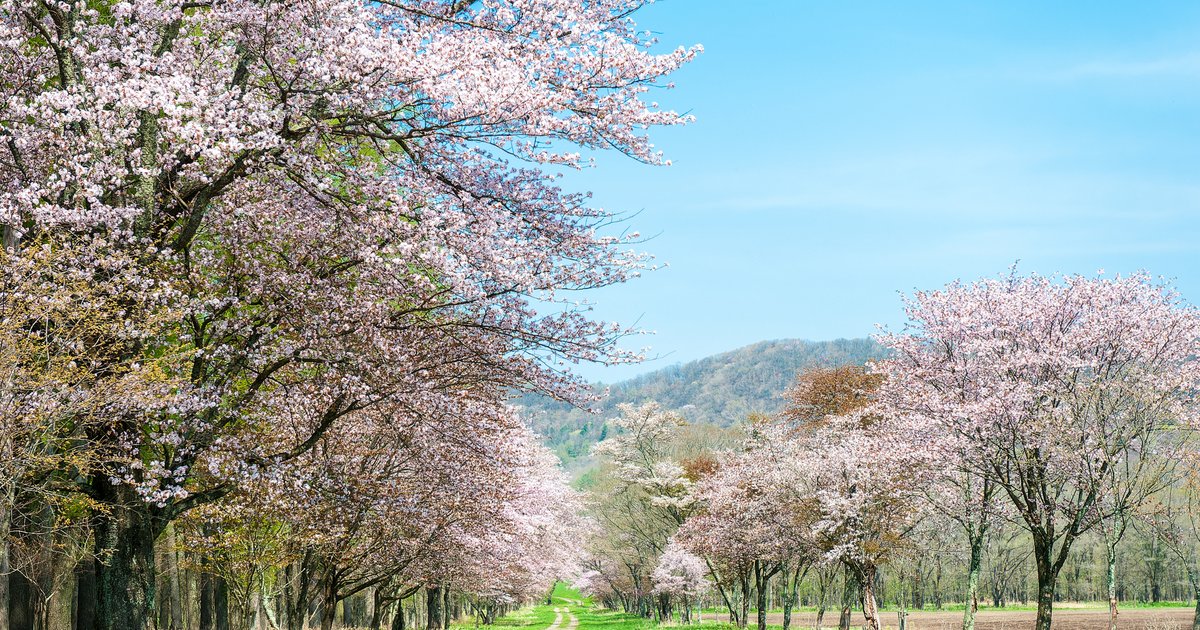北海道の桜の名所 — 二十間道路桜並木の全景