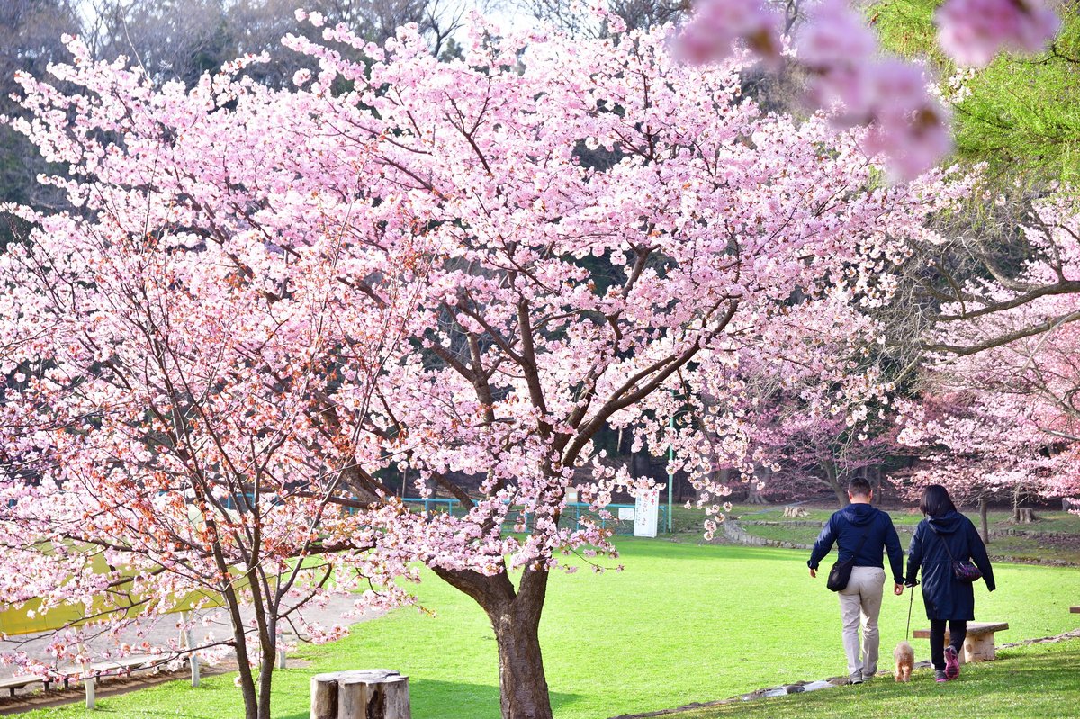 道央エリアの桜 — 円山公園・北海道神宮の桜
