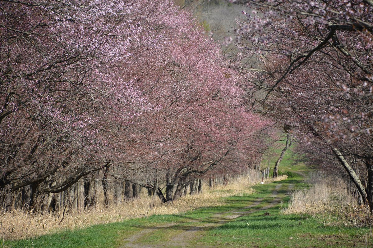 日高エリアの桜 — 二十間道路桜並木のトンネル