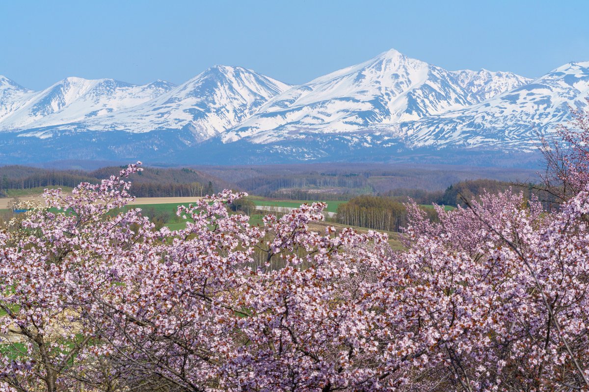 桜を背景にした北海道らしい風景