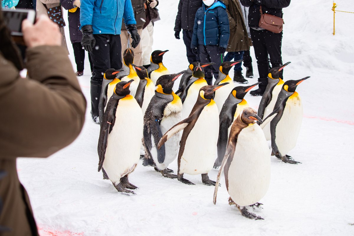 旭山動物園ペンギン散歩