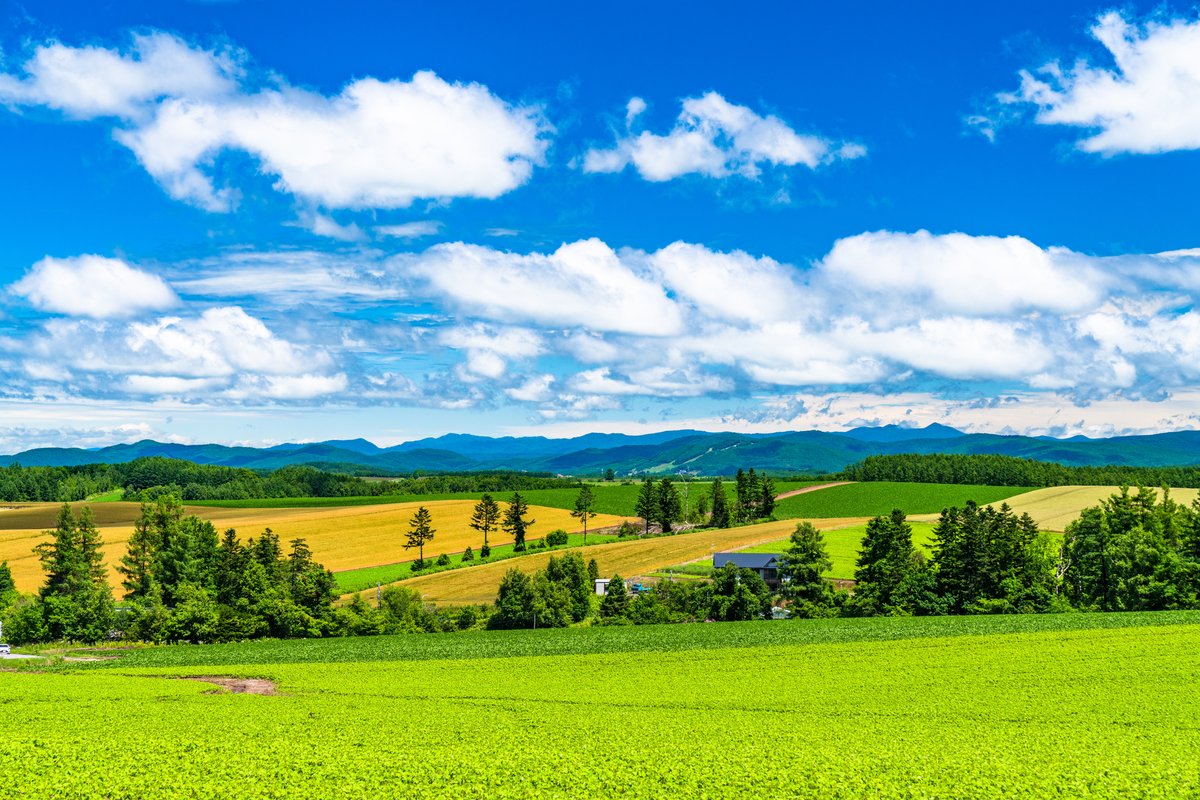 美瑛の丘の風景