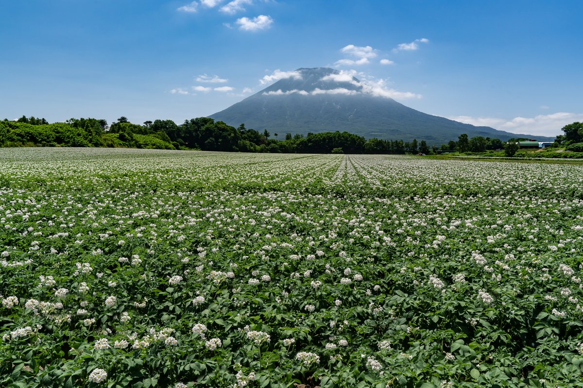 夏の羊蹄山と花畑