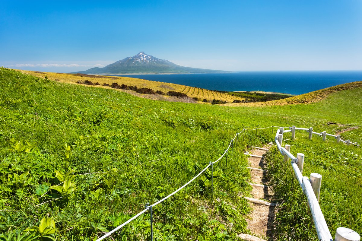 礼文島の高山植物