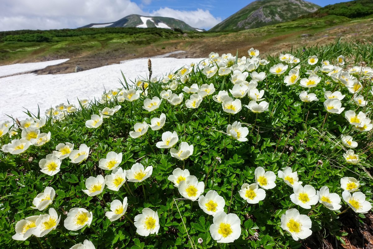 黒岳の高山植物