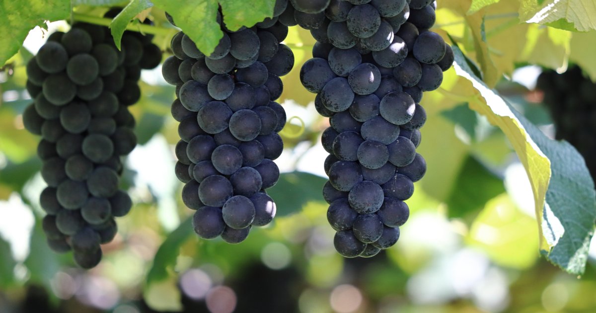 yoichi grape picking 01 image 01