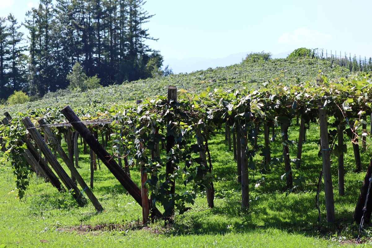 yoichi grape picking 02 image 02