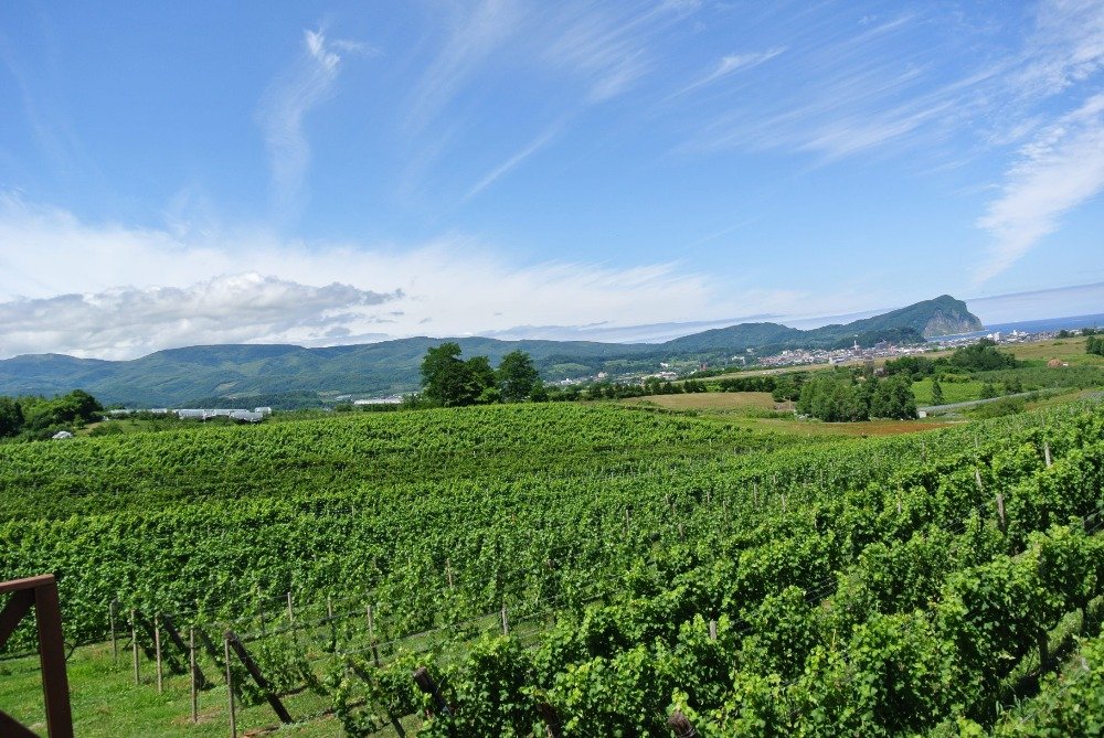 yoichi grape picking 05 image 05