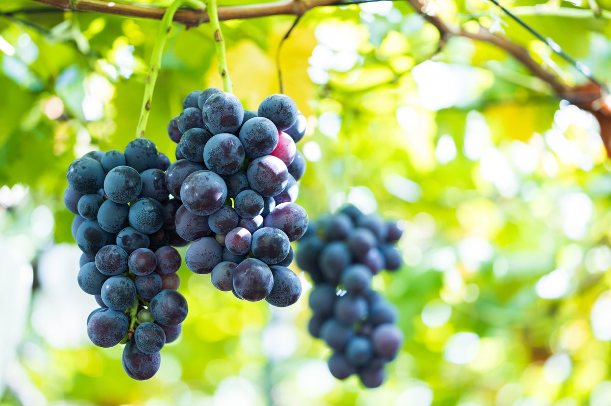 yoichi grape picking 06 image 06
