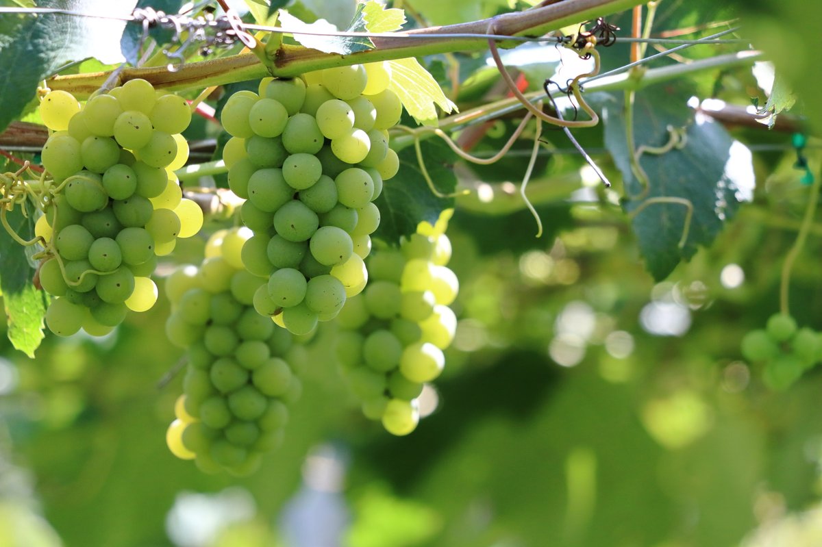 yoichi grape picking 07 image 07