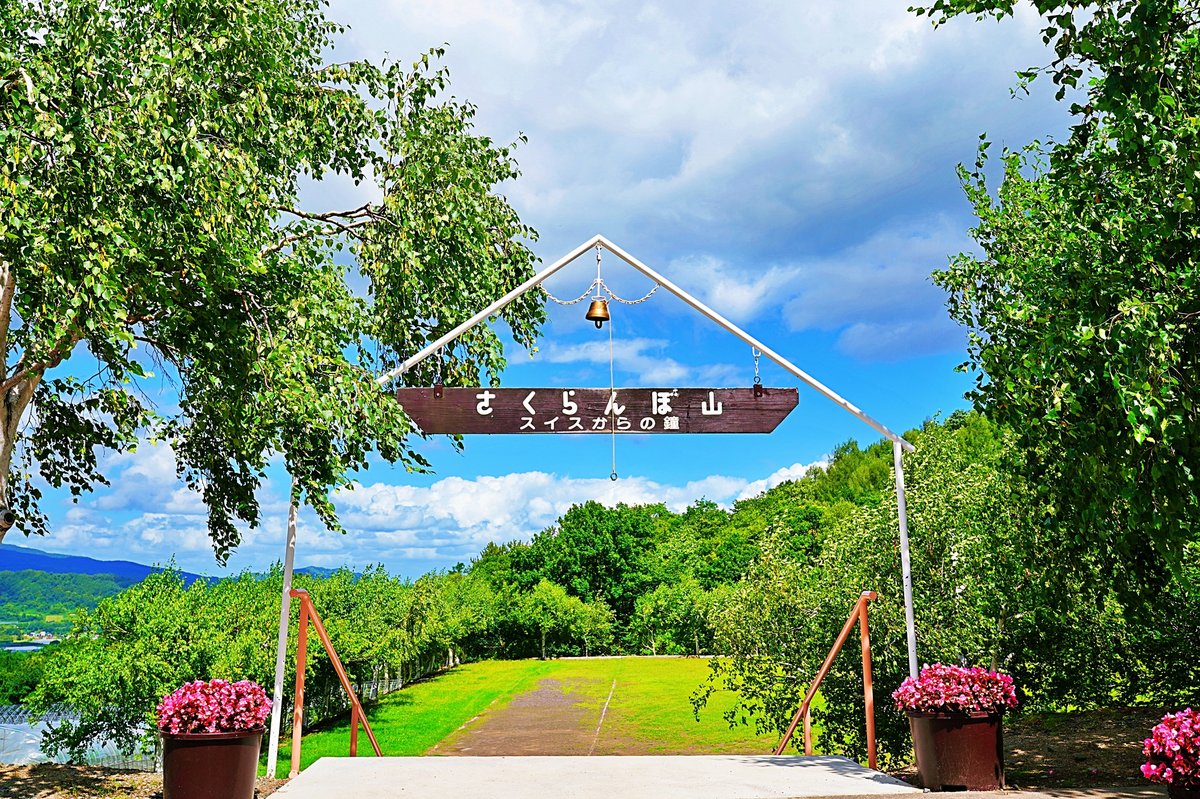 yoichi grape picking 11 image 11