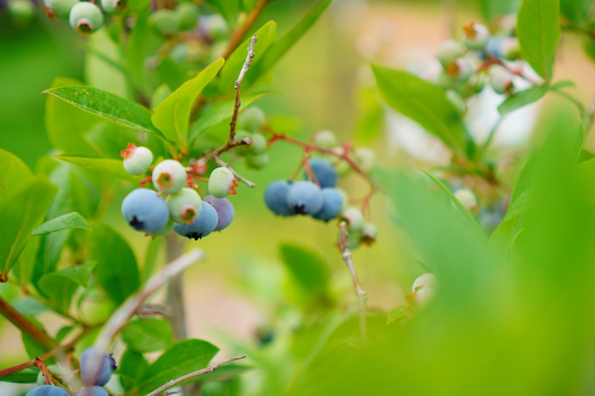 yoichi grape picking 12 image 12