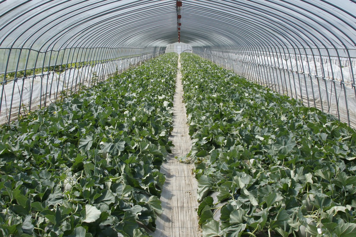 yubari melon all you can eat 02 image 02