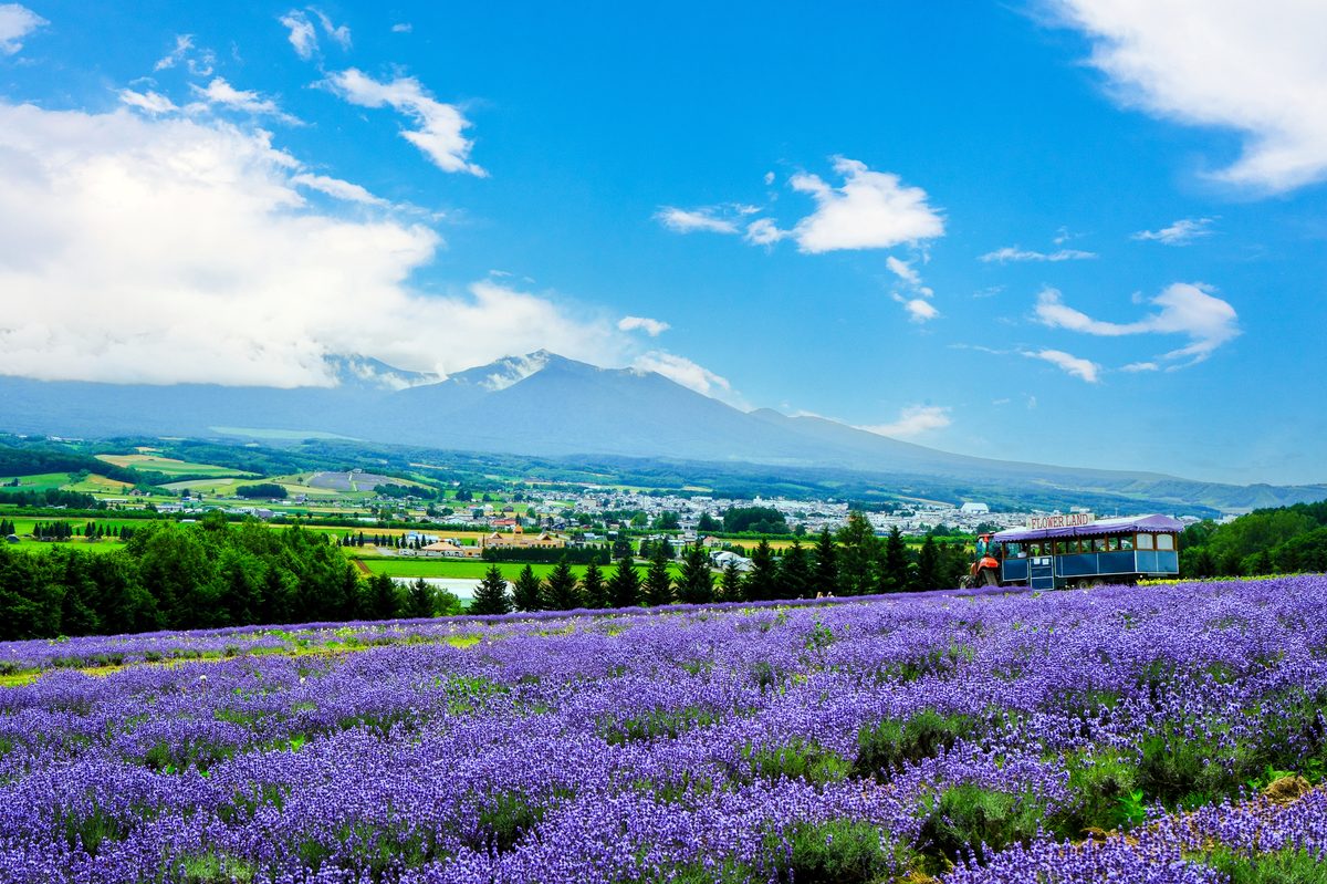 ファーム富田のラベンダー畑の全景