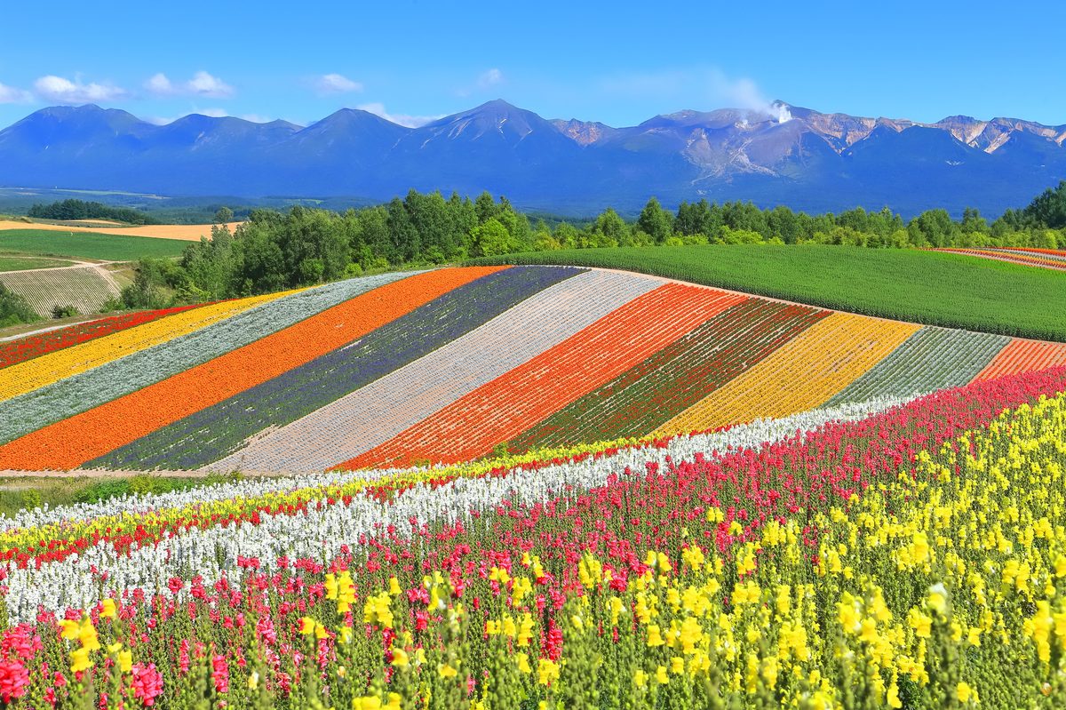 四季彩の丘の花畑、または富良野メロン