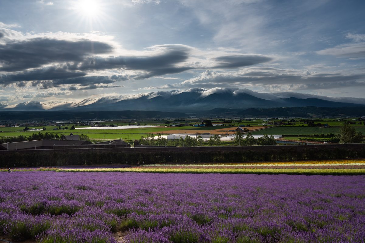 ファーム富田のラベンダー畑と丘の全景