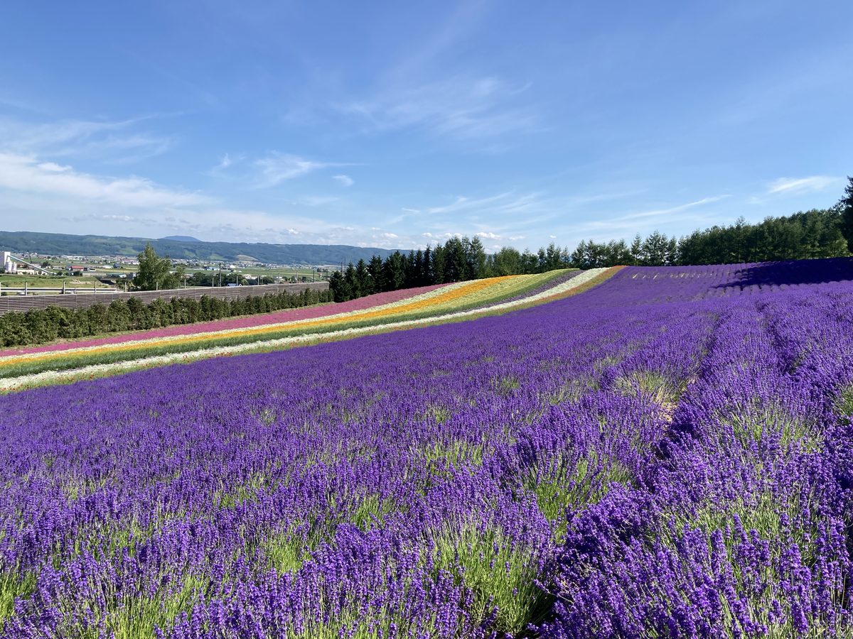 富良野・美瑛の夏の風景(丘とラベンダー)