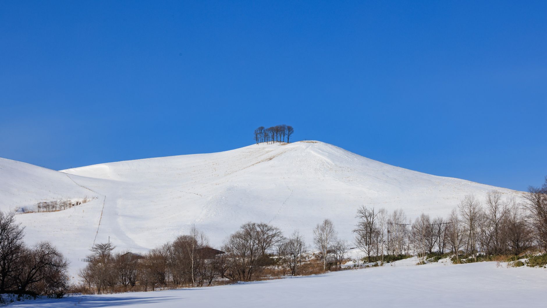 雪に覆われた北海道の冬景色(イメージ)