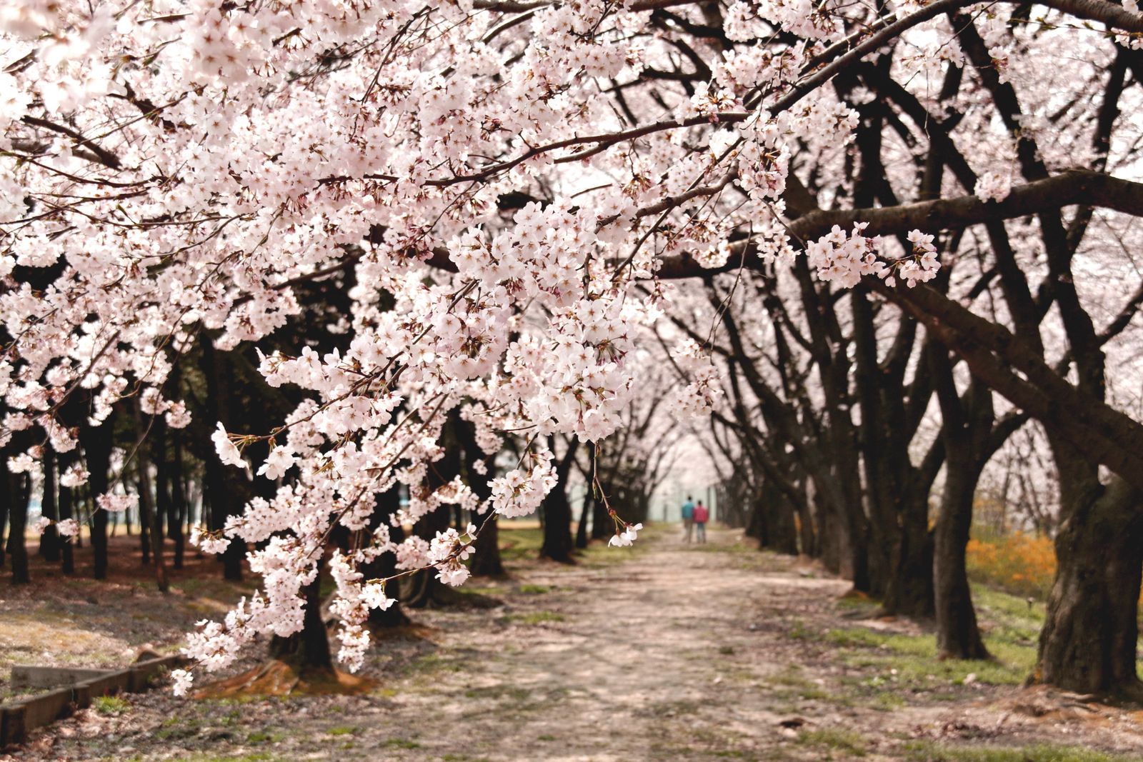 見頃を迎えた桜並木の下を歩く人影(イメージ)