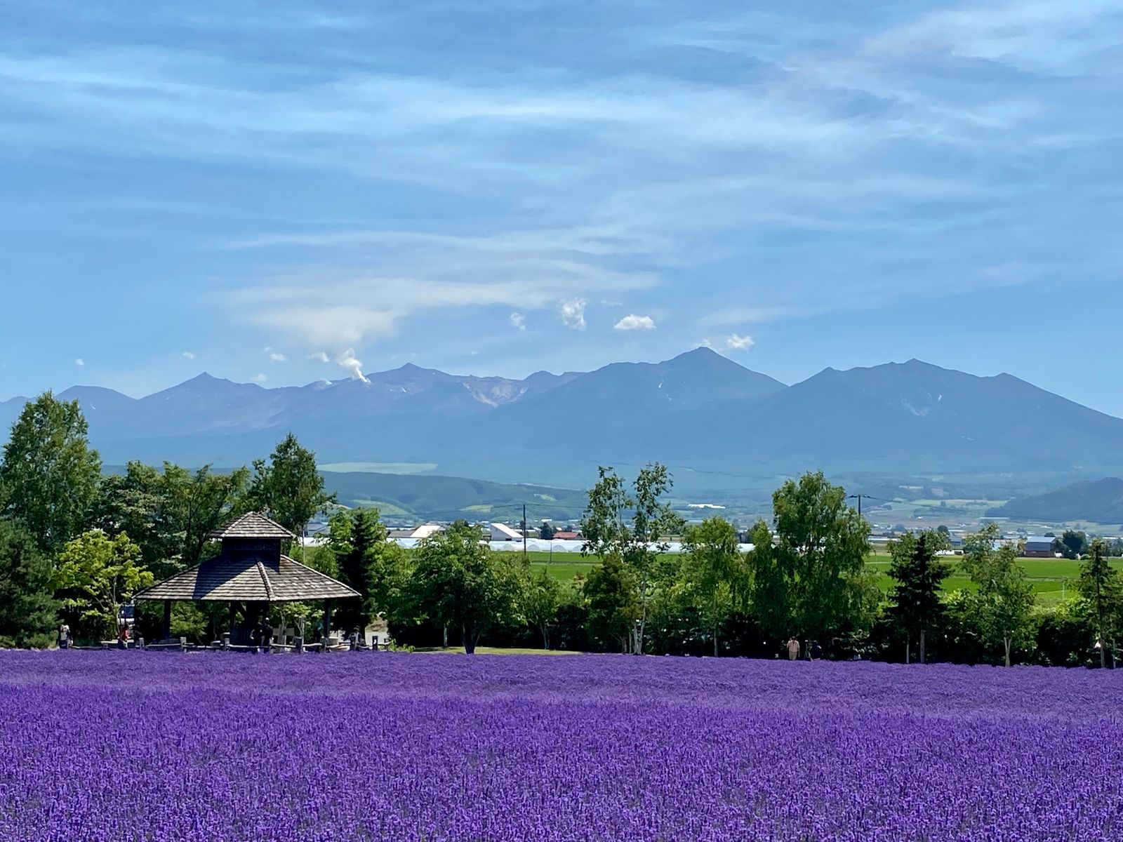 中富良野に広がる紫のラベンダー畑と背後にそびえる十勝岳連峰