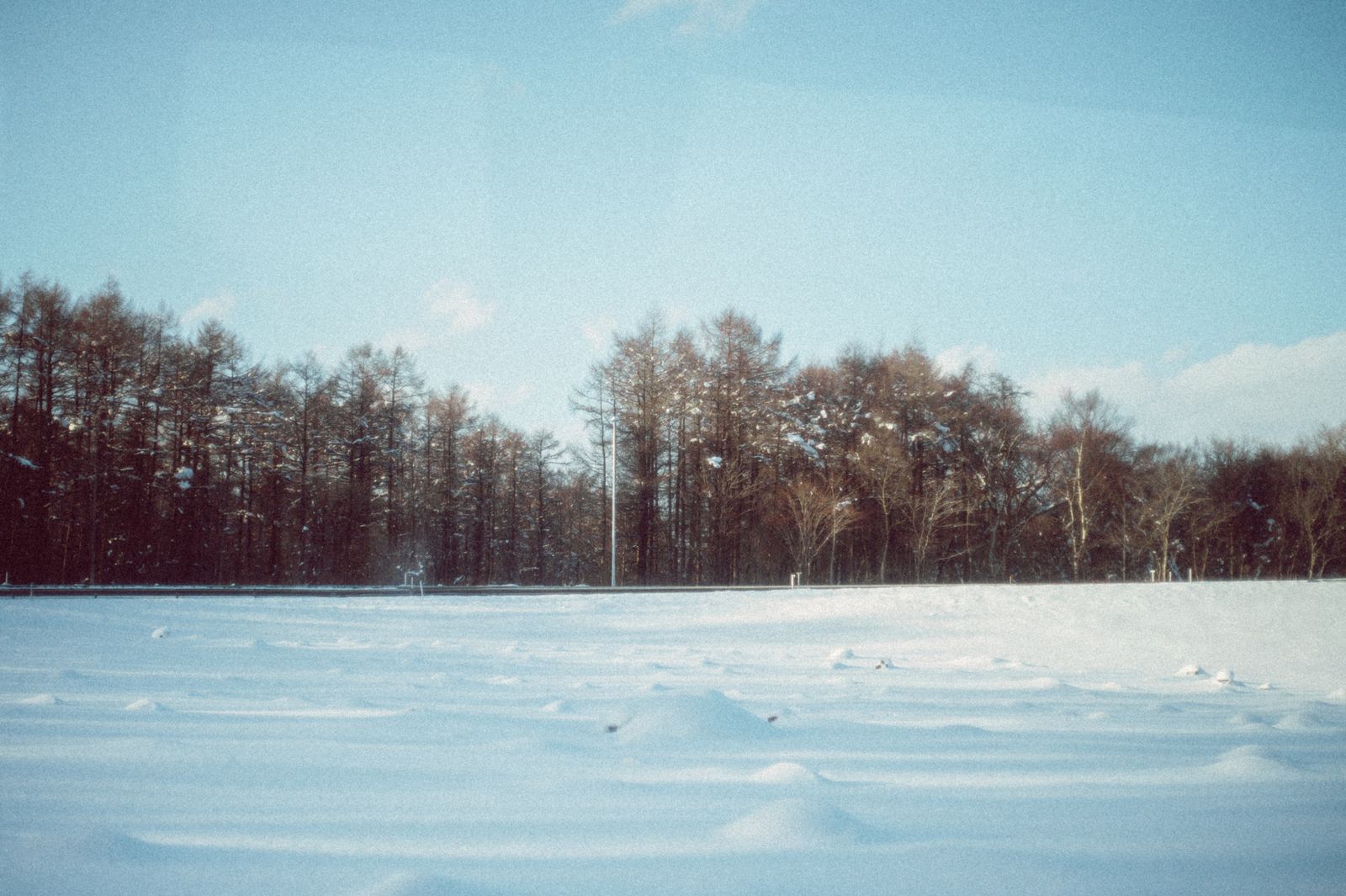 真冬の北海道に広がる雪原と葉を落とした林