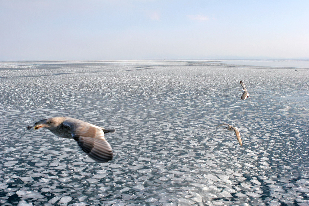 網走の海を埋め尽くす薄い流氷の上を、カモメが3羽飛んでいる冬の風景