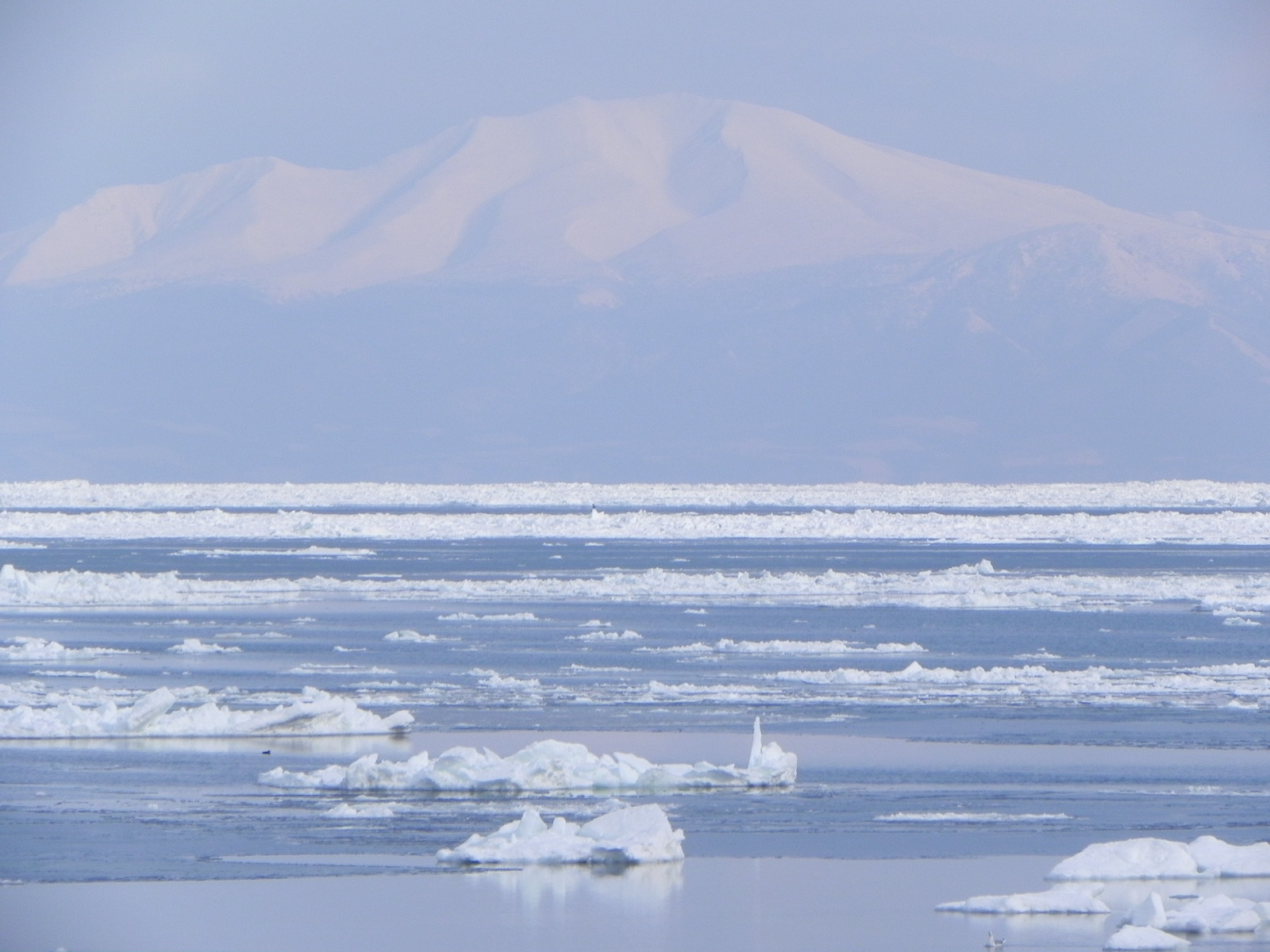 まばらに流氷が浮かぶ海の向こうに、夕方の光を受けた雪山がかすんで見える