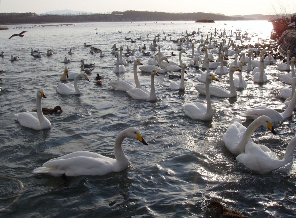 濤沸湖の水面に集まるオオハクチョウの群れ