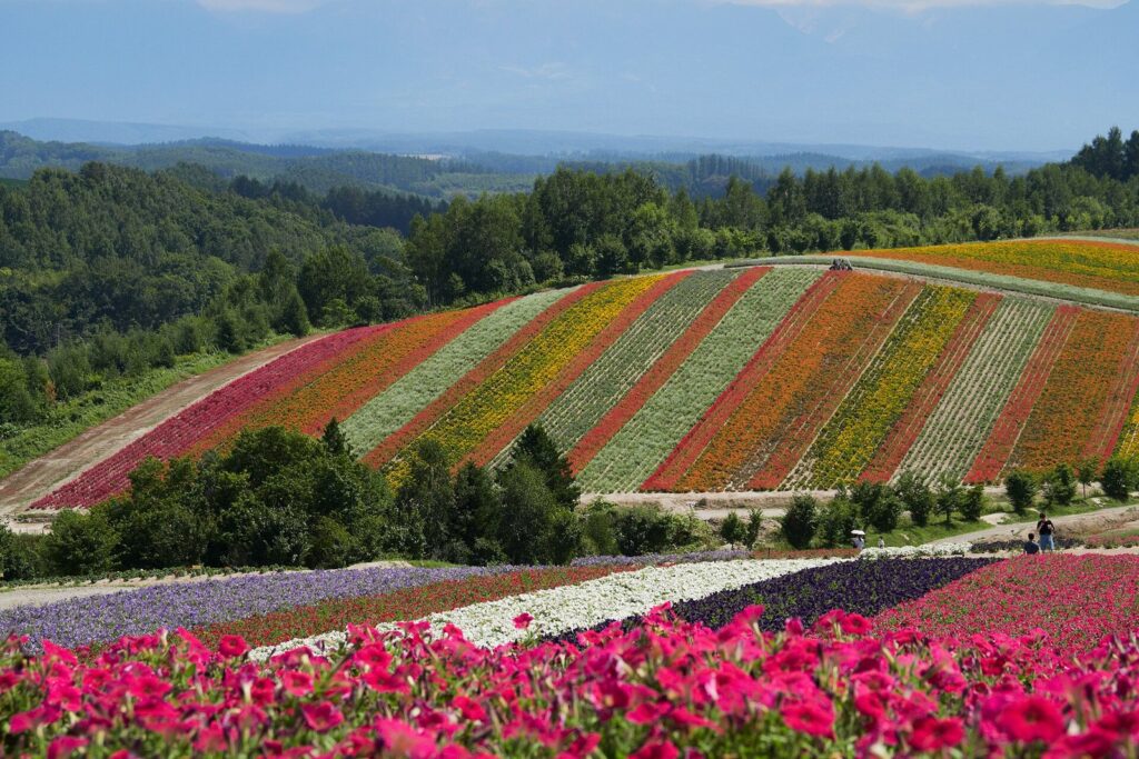 斜面に赤・白・紫などの花が帯状に咲く夏の四季彩の丘