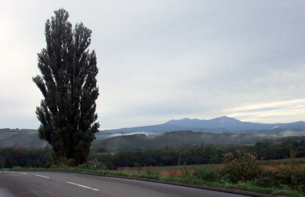 道路沿いに立つポプラの大木「ケンとメリーの木」と、遠くに見える十勝岳の山並み