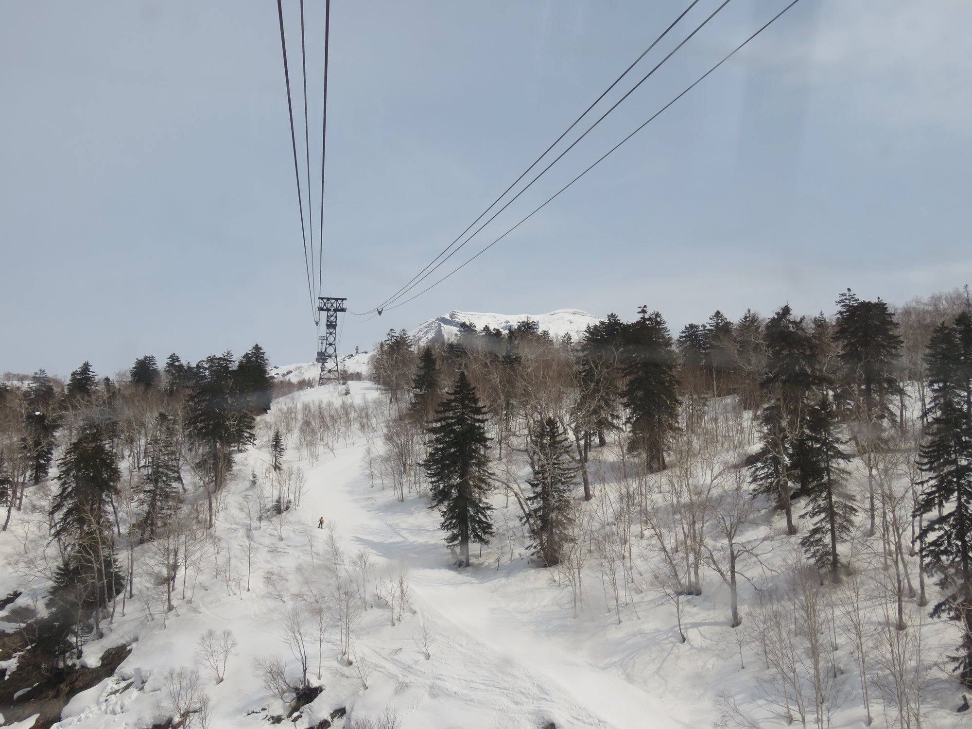 雪の残る針葉樹林の斜面の上に延びる大雪山旭岳ロープウェイの索道と支柱
