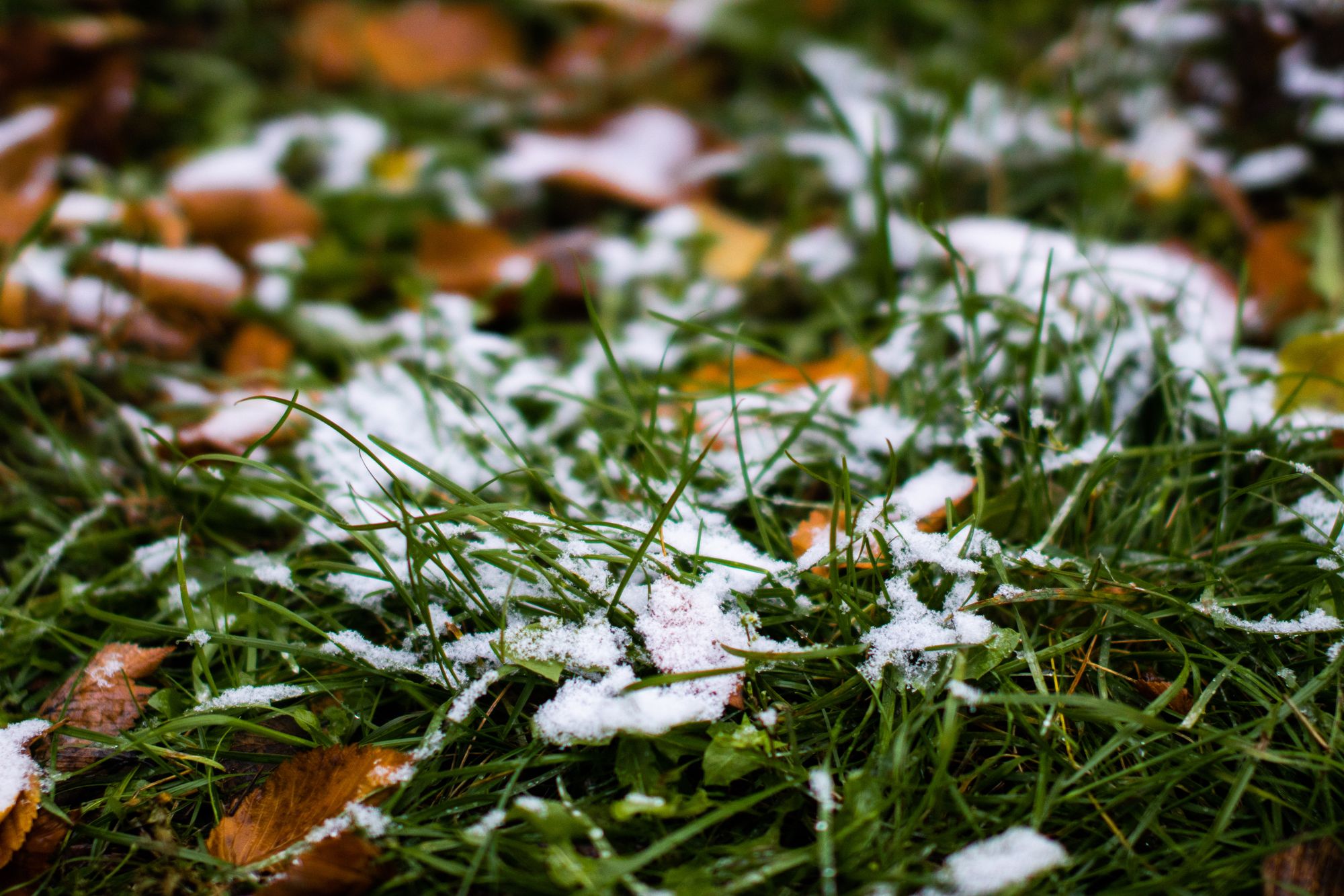 落ち葉と芝生の上にうっすら積もった初雪